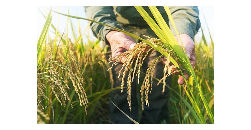 ¿Que variedad de arroz es la mas adecuada para mi receta?