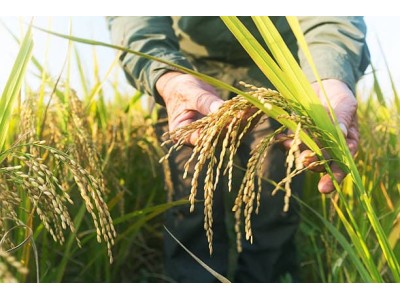 ¿Que variedad de arroz es la mas adecuada para mi receta?