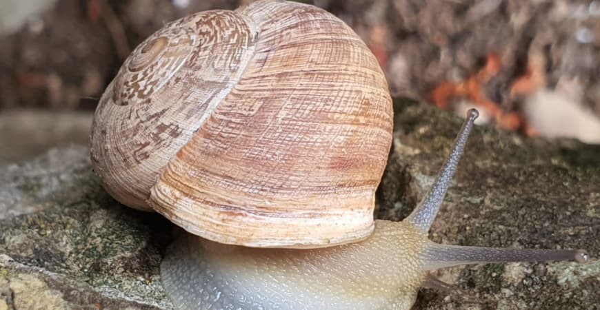 Como preparar caracoles para la paella Valenciana