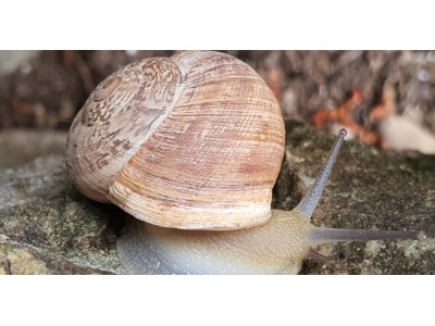 Como preparar caracoles para la paella Valenciana