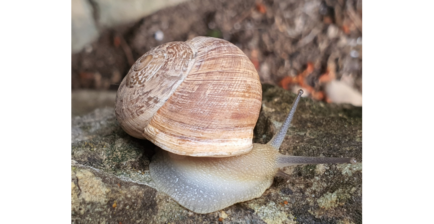 Como preparar caracoles para la paella