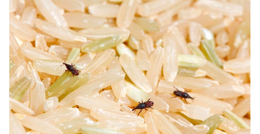 ¿El arroz caduca? Todo lo que debes saber sobre su conservación