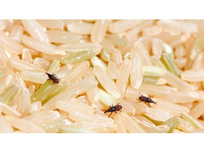 ¿El arroz caduca? Todo lo que debes saber sobre su conservación